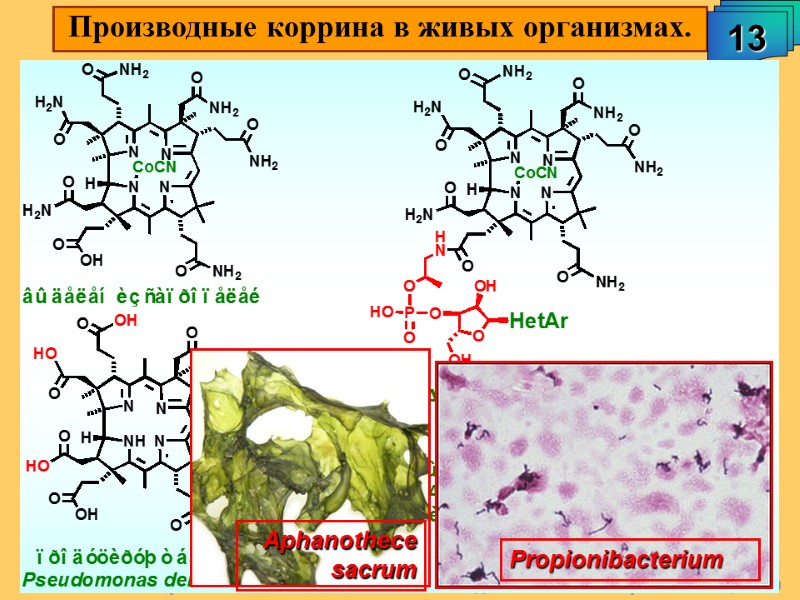 А.М. Чибиряев 